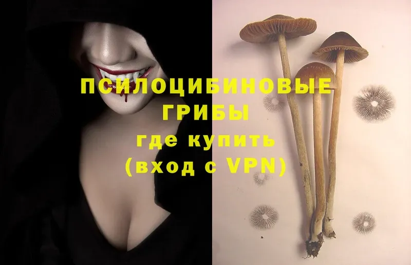 Галлюциногенные грибы Psilocybine cubensis Звенигород